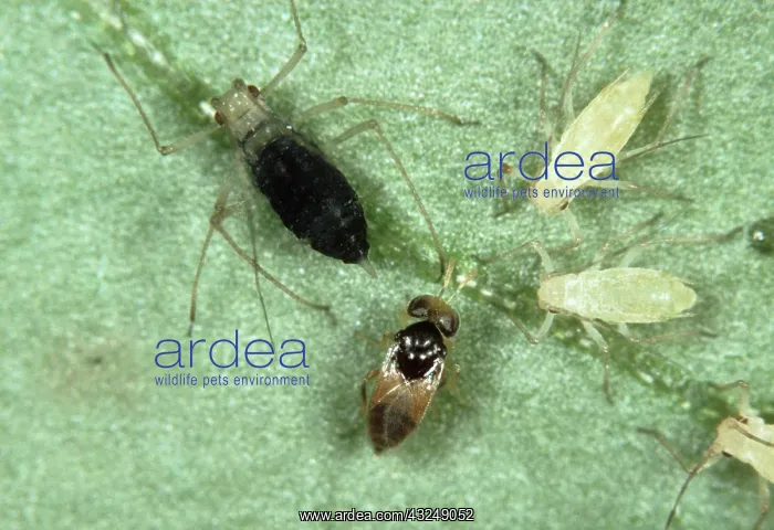 : Parasitoid wasp with prey : Parasitoid wasp with prey