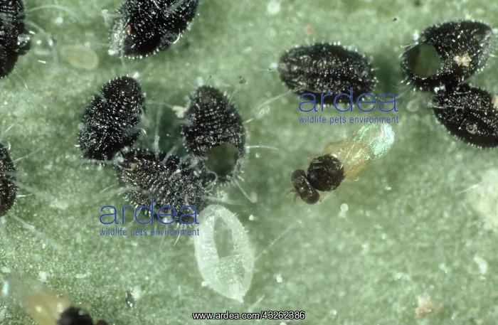 : Parasitoid wasp with prey : Parasitoid wasp with prey