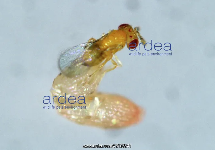: Parasitoid wasp (Trichogramma sp.) : Parasitoid wasp (Trichogramma sp.)