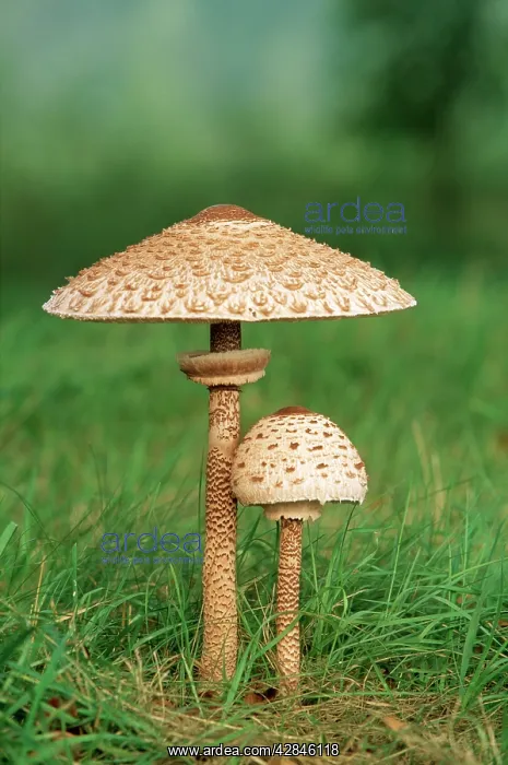  : Parasol FUNGI