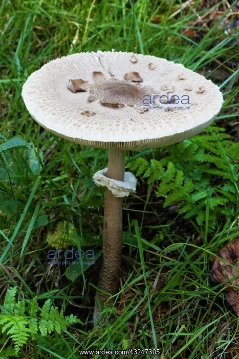  : Parasol Fungus, with well matured cap, Hessen, Germany