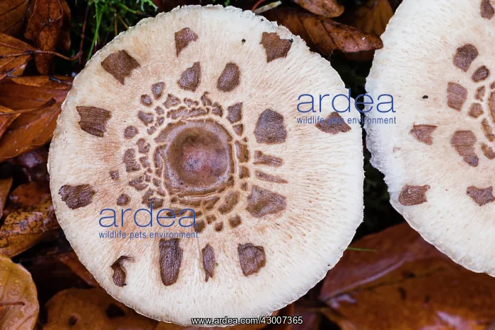 : Parasol Fungus, showing detail of cap, Hessen, Germany : Parasol Fungus, showing detail of cap, Hessen, Germany