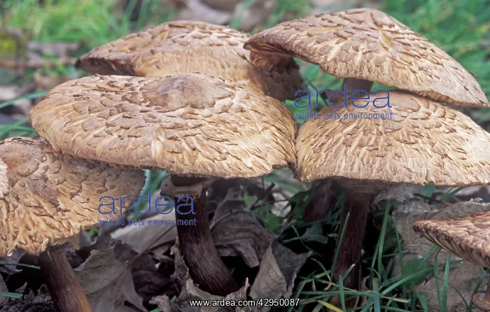 : Parasol Mushroom : Parasol Mushroom