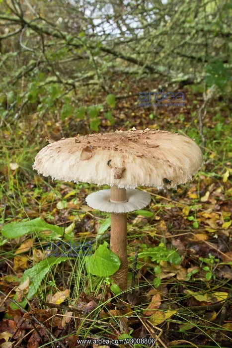 : Parasol Mushroom : Parasol Mushroom