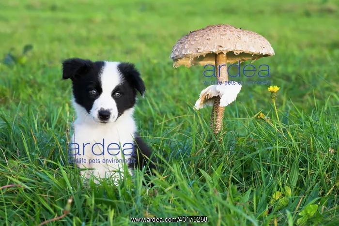 : Parasol Mushroom : Parasol Mushroom