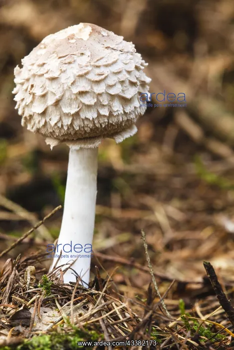 : Parasol mushroom (Macrolepiota procera) : Parasol mushroom (Macrolepiota procera)