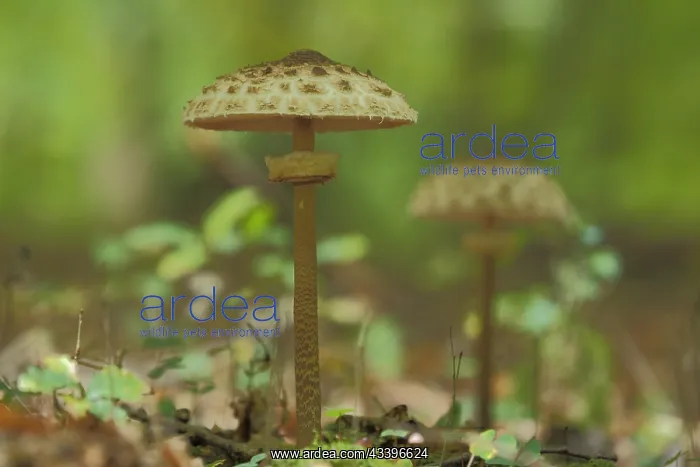 : Parasol mushroom (Macrolepiota procera), blurred : Parasol mushroom (Macrolepiota procera), blurred