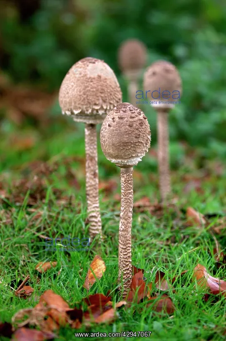 : Parasol Mushroom - Found in open woodlands & pastures : Parasol Mushroom - Found in open woodlands & pastures