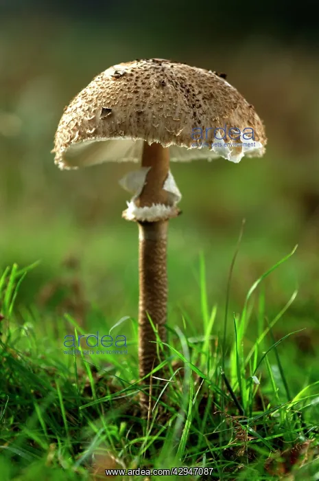 : Parasol Mushroom - found in open woodlands & pastures : Parasol Mushroom - found in open woodlands & pastures