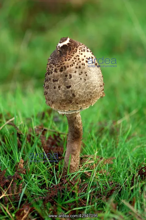: Parasol Mushroom - found - in open woodlands & pastures : Parasol Mushroom - found - in open woodlands & pastures