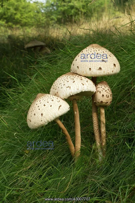 : Parasol Mushroom small group growing on a grass bank August : Parasol Mushroom small group growing on a grass bank August