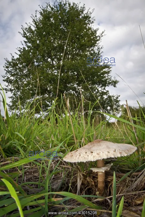 : Parasol Mushroom - under a tree in autumn : Parasol Mushroom - under a tree in autumn