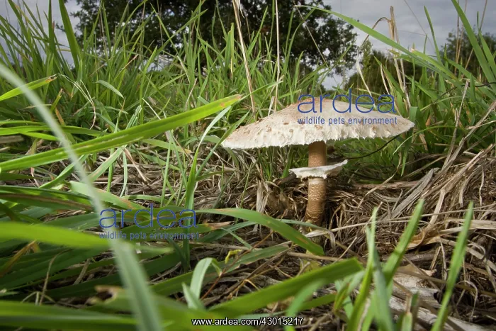: Parasol Mushroom - under a tree in autumn : Parasol Mushroom - under a tree in autumn