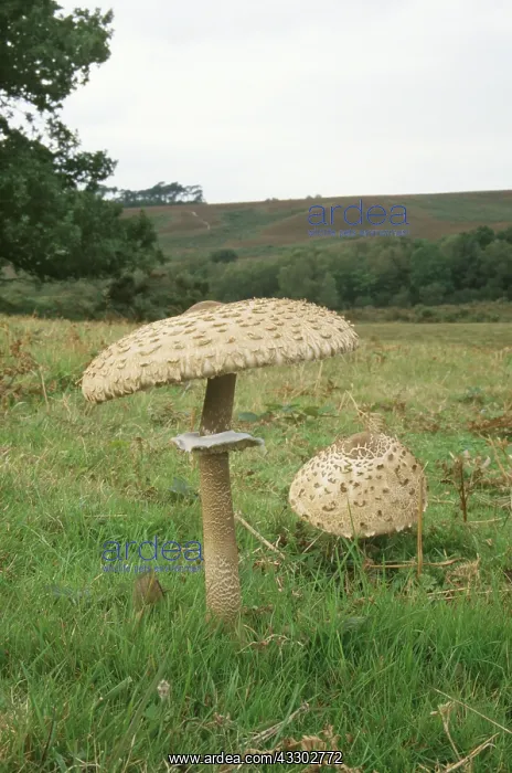 : PARASOL MUSHROOMS : PARASOL MUSHROOMS