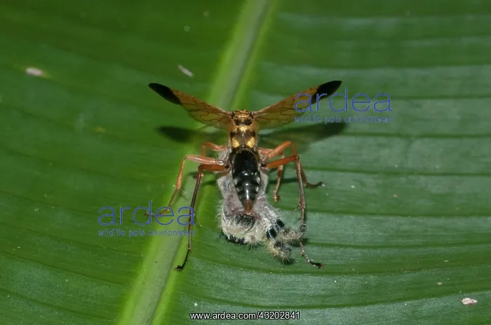 : Parastic Wasp with prey - of captured Jumping Spider : Parastic Wasp with prey - of captured Jumping Spider