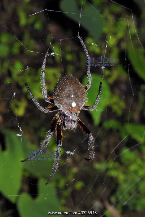 : Parawixia sp. Spider : Parawixia sp. Spider