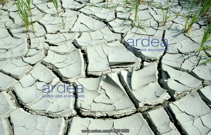 : Parched & cracked soil : Parched & cracked soil