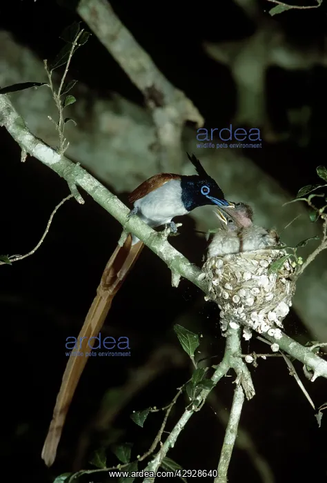 : Pardadise Flycatcher - male feeding young : Pardadise Flycatcher - male feeding young