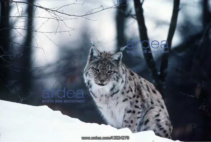 : PARDEL LYNX : PARDEL LYNX
