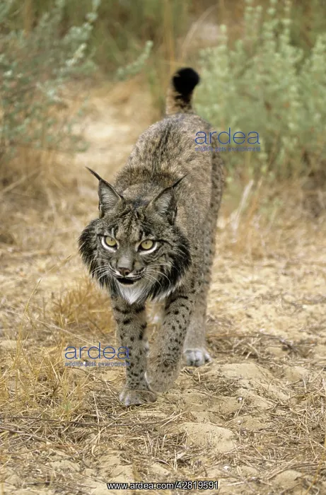 : Pardel Lynx / Iberian Lynx : Pardel Lynx / Iberian Lynx