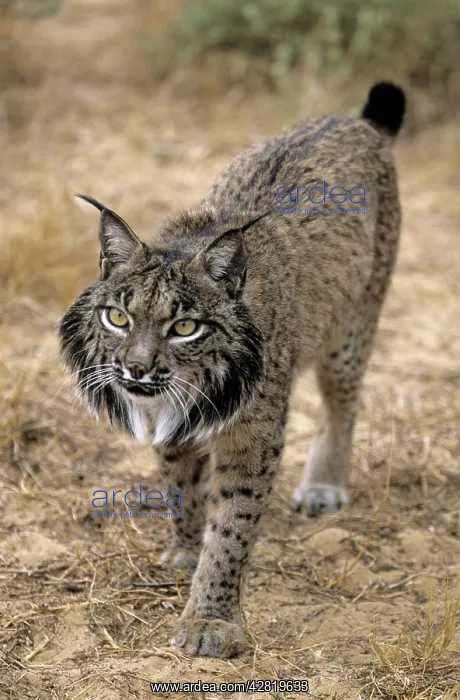  : Pardel Lynx  /  Iberian Lynx  /  Spanish lynx