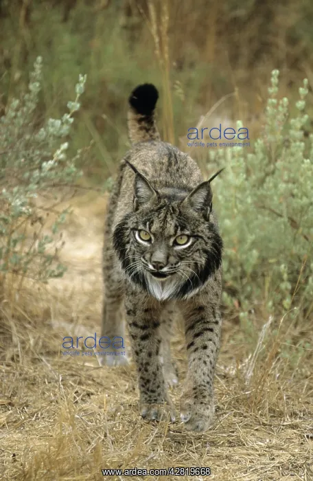 : Pardel Lynx / Iberian Lynx / Spanish lynx : Pardel Lynx / Iberian Lynx / Spanish lynx