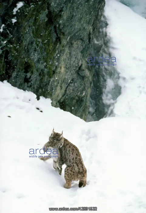 : Pardel Lynx - with prey : Pardel Lynx - with prey