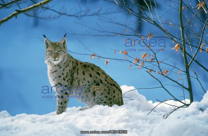 : PARDEL LYNX - in snow : PARDEL LYNX - in snow
