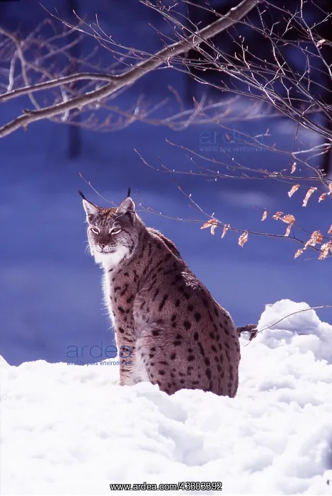 : PARDEL LYNX - in snow : PARDEL LYNX - in snow