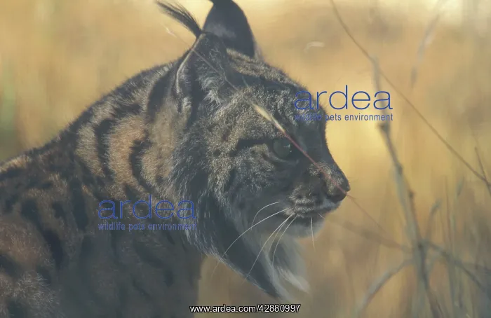 : Pardel / Spanish / Iberian Lynx - Male, photographed : Pardel / Spanish / Iberian Lynx - Male, photographed