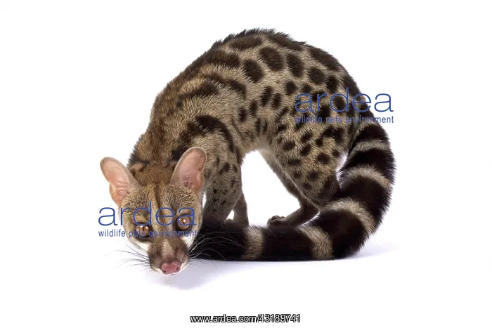 : Pardine genet (Genetta pardina) : Pardine genet (Genetta pardina)