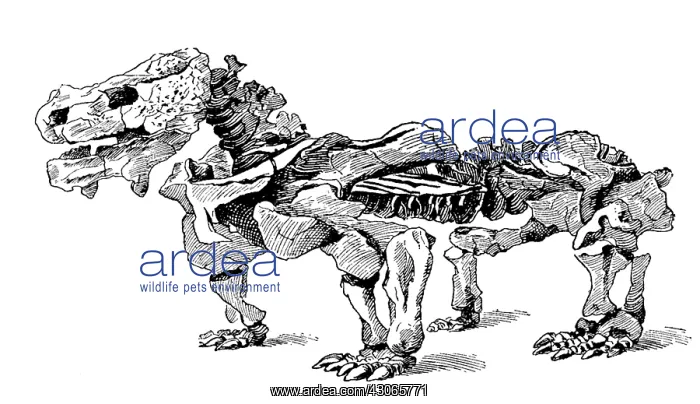 : Pareiasaurus, Cenozoic Reptile : Pareiasaurus, Cenozoic Reptile