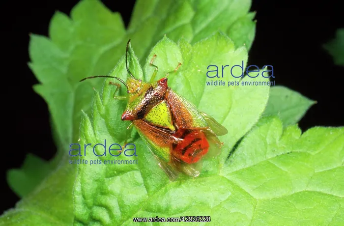 : Parent Sheild Bug - male : Parent Sheild Bug - male