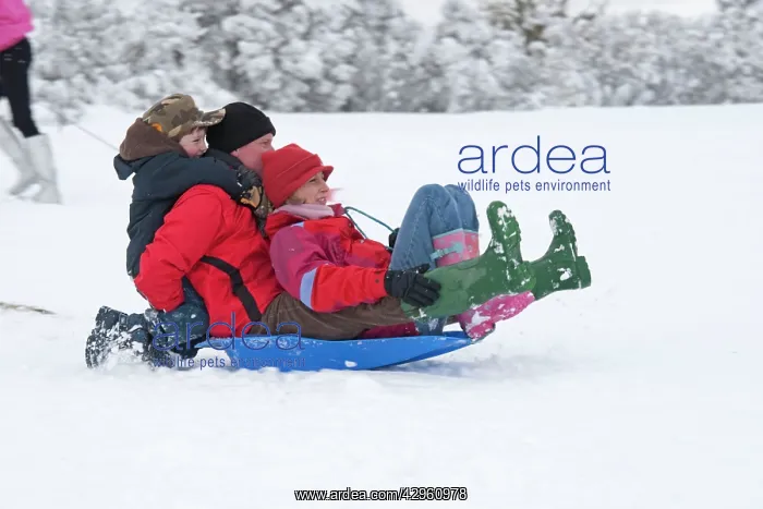 : Parents and children sledging in deep snow on slopes : Parents and children sledging in deep snow on slopes