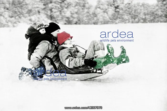 : Parents and children sledging in deep snow on slopes : Parents and children sledging in deep snow on slopes
