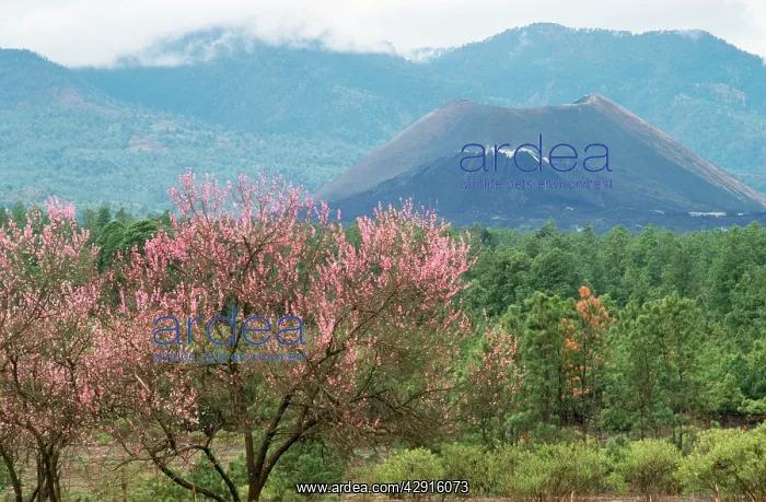 : Paricutin Volcano : Paricutin Volcano