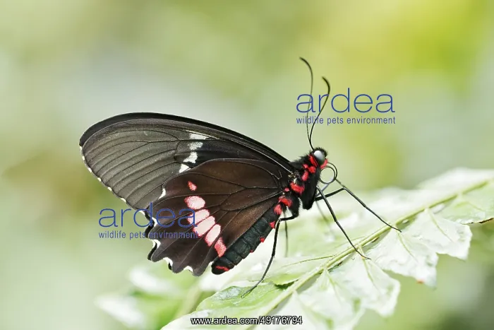 : Parides butterfly or Parides butterfly (Parides iphidamas) : Parides butterfly or Parides butterfly (Parides iphidamas)