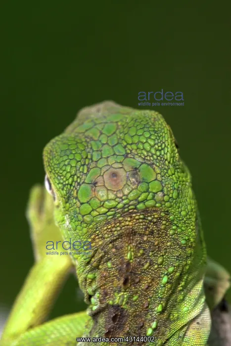 : Parietal ^eye^ of an Iguana (Iguana iguana) : Parietal ^eye^ of an Iguana (Iguana iguana)