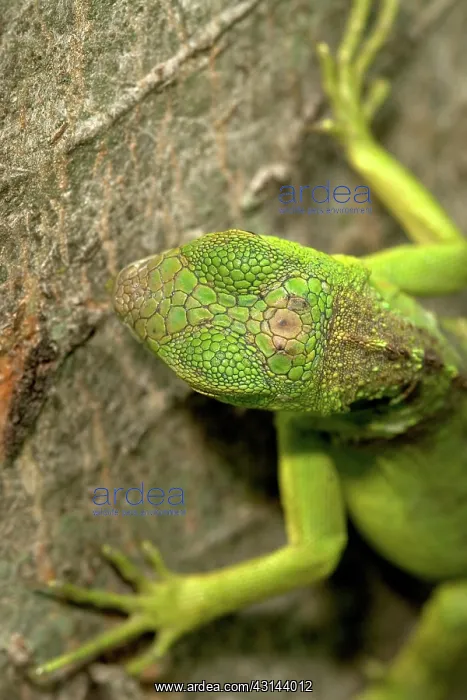 : Parietal ^eye^ of an Iguana (Iguana iguana) : Parietal ^eye^ of an Iguana (Iguana iguana)