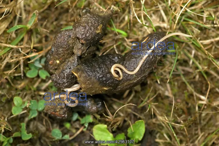 : Parisitical worms in dog dropping - after vermifuge : Parisitical worms in dog dropping - after vermifuge