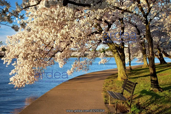 : Park bench and blossoming Cherry trees along : Park bench and blossoming Cherry trees along