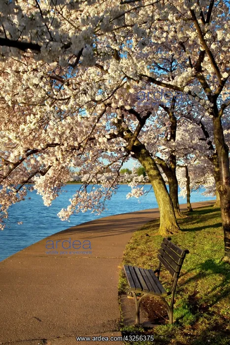 : Park bench and blossoming Cherry trees along : Park bench and blossoming Cherry trees along