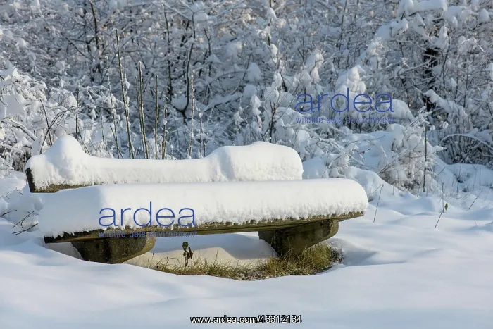 : A park bench at the edge of the forest with a thick : A park bench at the edge of the forest with a thick