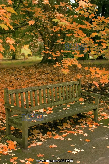 : Park Bench - under a Maple Tree in autumn : Park Bench - under a Maple Tree in autumn