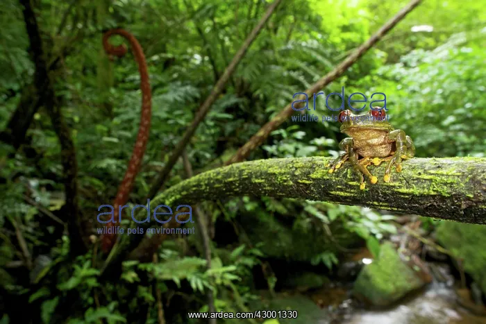 : Parker's Forest Tree Frog : Parker's Forest Tree Frog