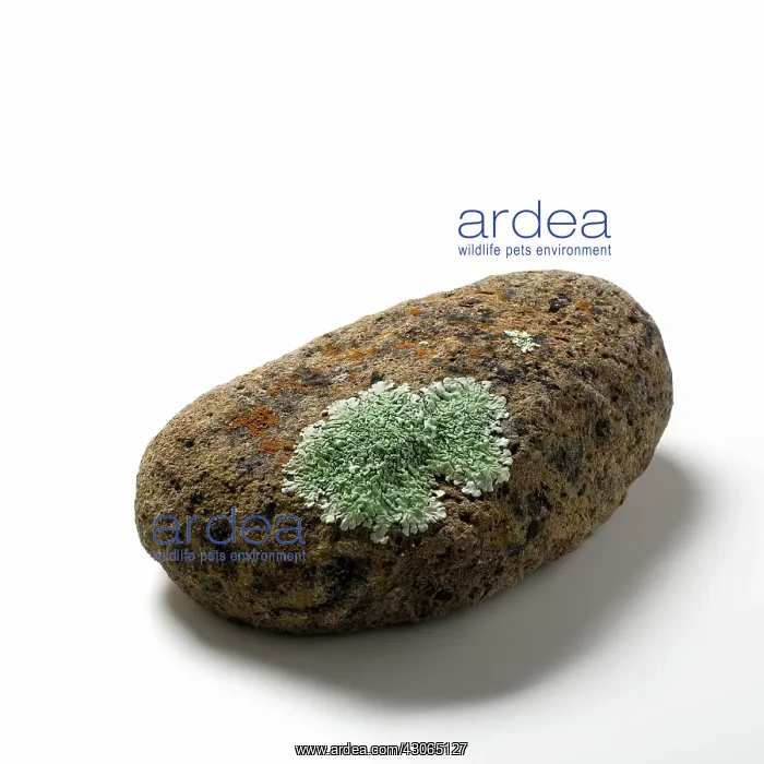 : Parmelia Lichen on Basalt Rock : Parmelia Lichen on Basalt Rock
