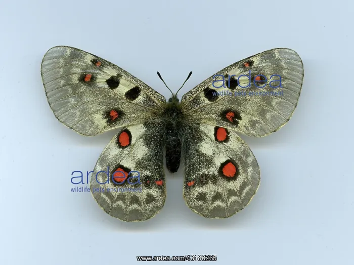 : Parnassius Butterfly : Parnassius Butterfly