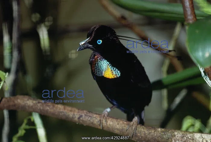 : Parotia / 6-wired Bird of Paradise : Parotia / 6-wired Bird of Paradise
