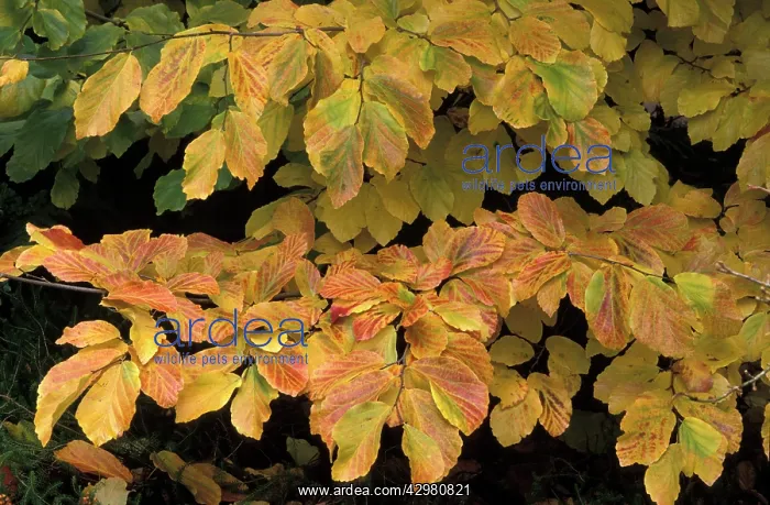 : Parotia - Autumn foliage : Parotia - Autumn foliage