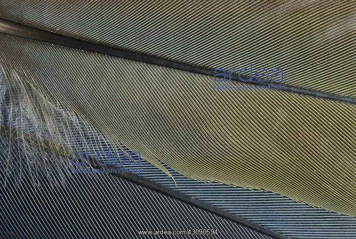  : Parrot Feathers